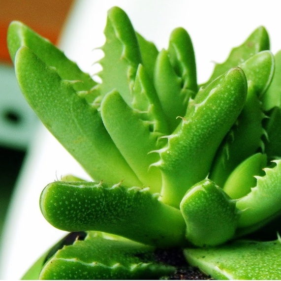 Sen đá Hàm Cá Sấu - LỖI 1 ĐỔI 1