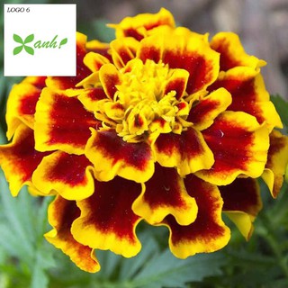 🍀hạt giống hoa vạn thọ pháp mix màu🍀 tuổi thọ hoa cao dễ trồng