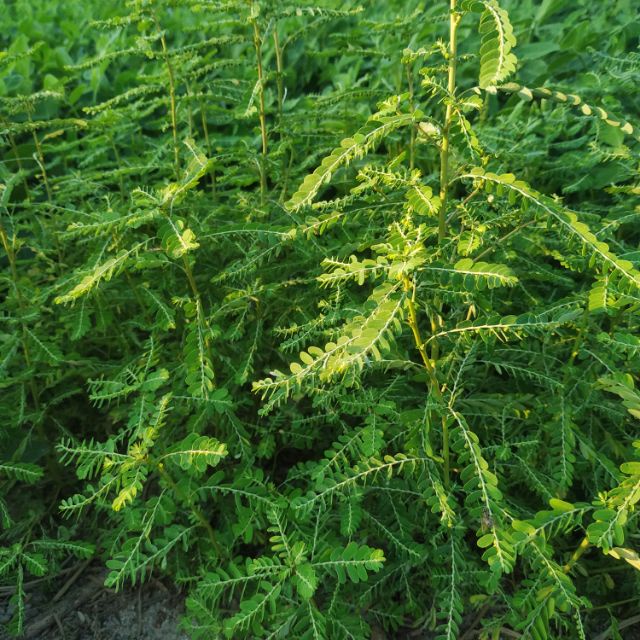 1kg DIỆP HẠ CHÂU (CÂY CHÓ ĐẺ)