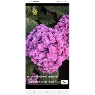 cây giống hoa cẩm tú cầu