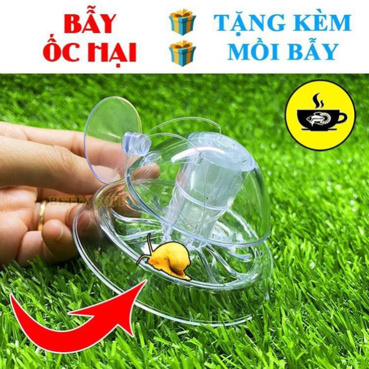 Bẫy Ốc Gây Hại Hồ Thuỷ Sinh - BETTA COFFY  XEM KĨ PHÂN LOẠI