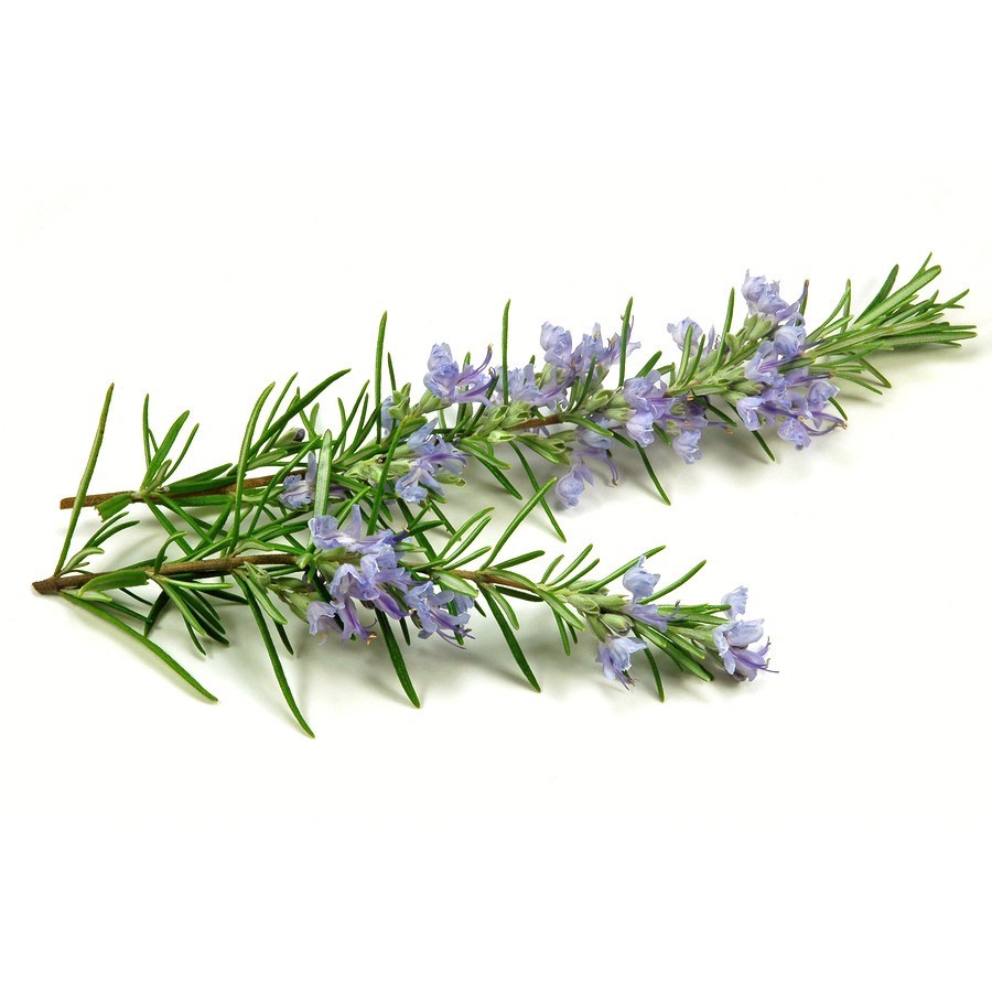 Tinh dầu hương thảo 10mL - ROSEMARY PURE ESSENTIAL OIL 100% chiết xuất tự nhiên