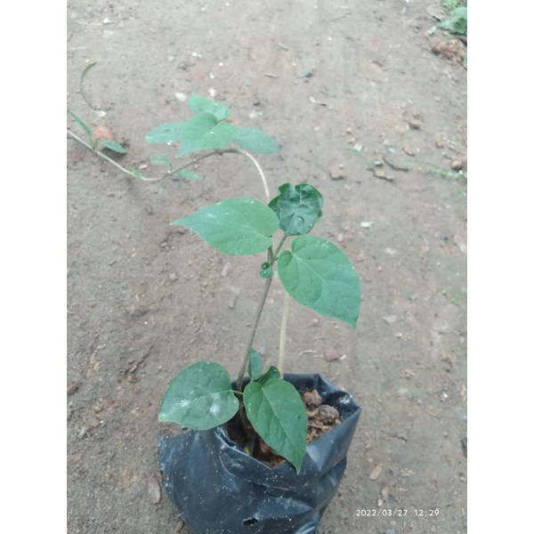 Bầu cây giống thiên lý/  pha trà/trà thảo mộc