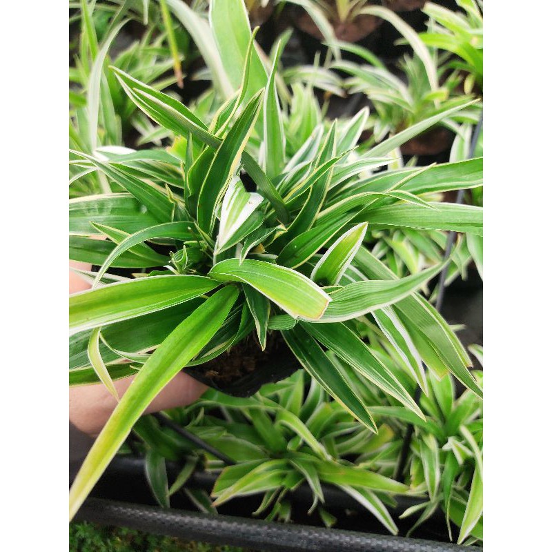 Cây lan chi lá ngắn (Bichetii grass - Chlorophytum laxum)