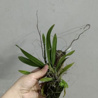 Vũ nữ Peru ghép gỗ đang nụ