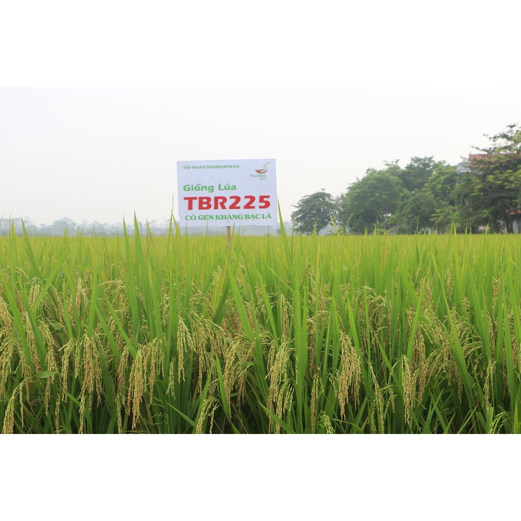 Giống Lúa thuần TBR 225 thái Bình giống lúa năng suất ngon cơm