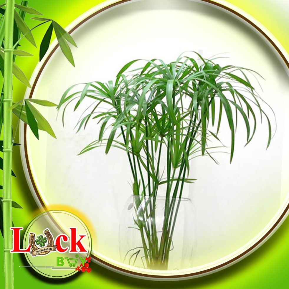 Cây Thủy Trúc hấp thu chất ô nhiễm
