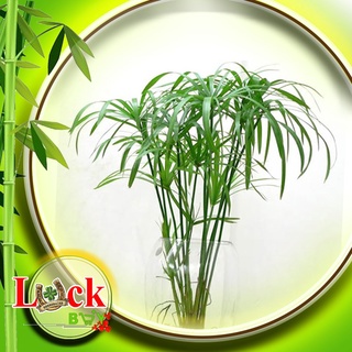 Cây Thủy Trúc hấp thu chất ô nhiễm