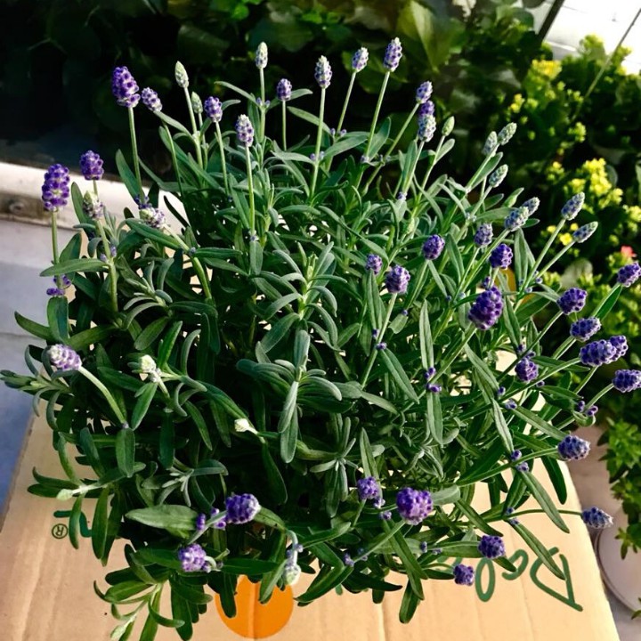 Cây hoa lavender hoa màu tím - cây khỏe giống dentata