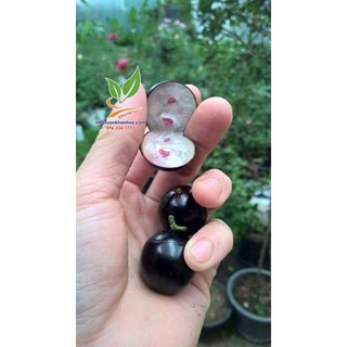 Nho thân gỗ tứ quý