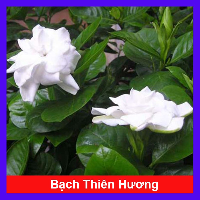 Cây bạch thiên hương - Cây cảnh sân vườn + Tặng phân bón cho cây