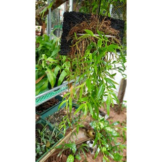 hoa phong lan nghệ tâm