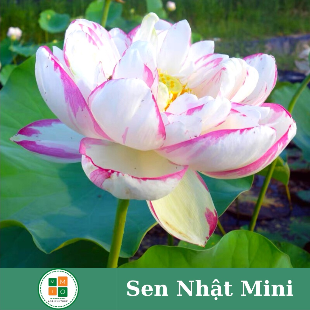 Hạt giống sen Nhật tứ quý , hoa sen cảnh - Cam kết chuẩn màu, độ nảy mầm cao