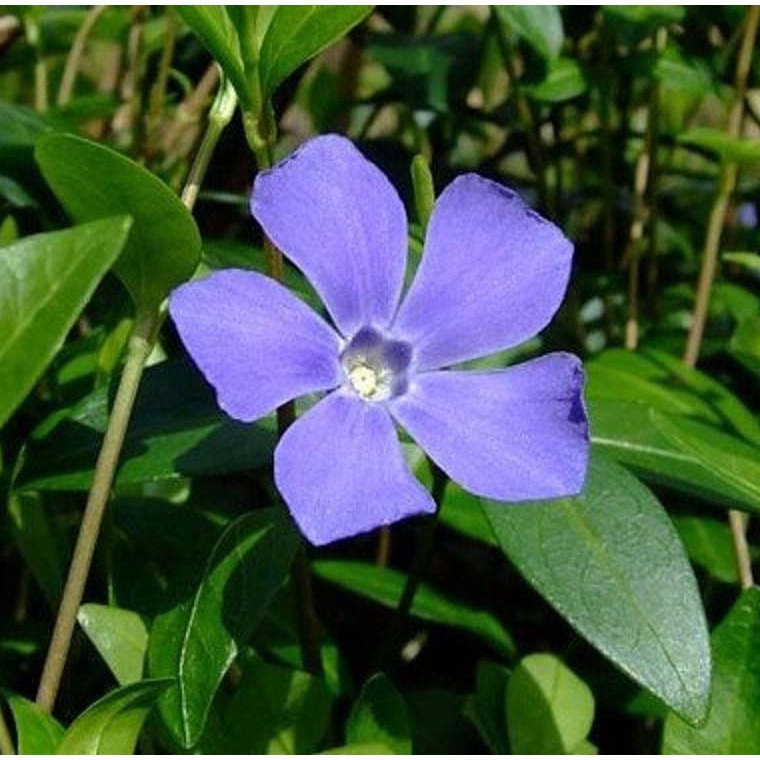 100 Hạt giống 100  dừa cạn / Vinca - Lớp phủ cứng