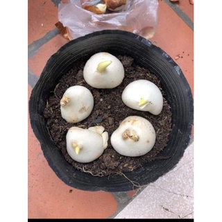 CỦ GIỐNG HOA TULIP HÀ LAN