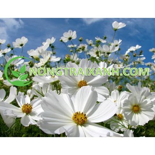 100h - hạt giống hoa sao nhái trắng