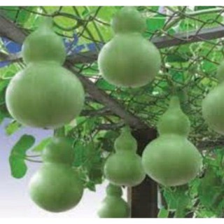 10 hạt Bầu hồ lô cao sản TẶNG KÈM PHÂN VÀ KÍCH MẦM