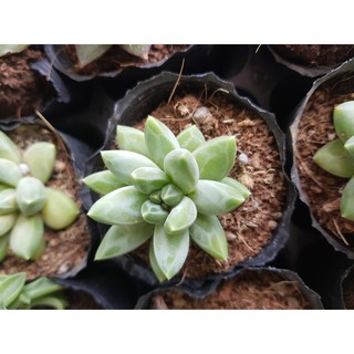 Sen đá kim cương trắng, xanh (Đọc mô tả) Pachyveria glauca ‘Little Jewel’