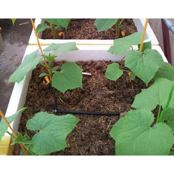 Hạt giống dưa chuột Nhật Bản F1 20 hạt