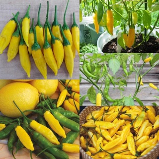 HẠT GIỐNG ỚT VÀNG SIÊU CAY ỚT CHANH VÀNG