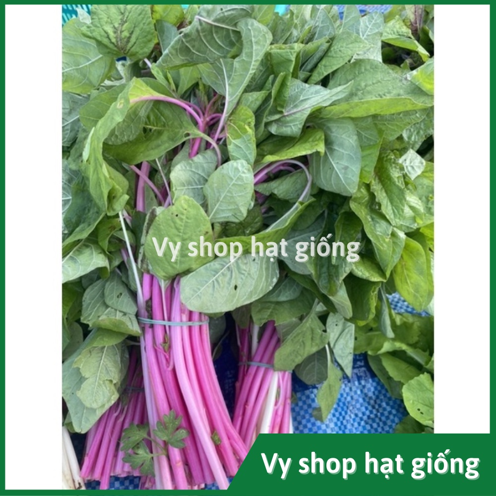 Hạt giống rau dền thân tím Thái Lan gói 1000 hạt
