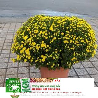 Gói 50 Hạt Giống Hoa Cúc Mâm Xôi Mix Màu 20cm ĐẾN MÙA TRỒNG TẾT