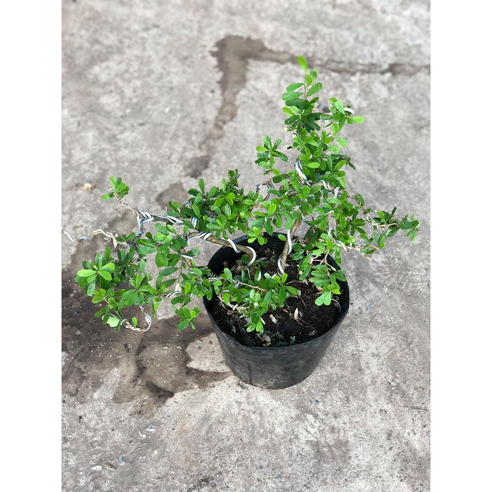 Cây linh sam bonsai cây khỏe mạnh dễ chăm hoa quanh năm