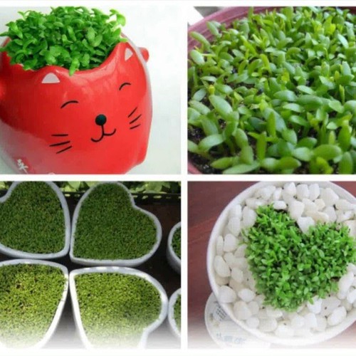 HẠT GIỐNG CỎ MAY MẮN - GÓI 1 GRAM