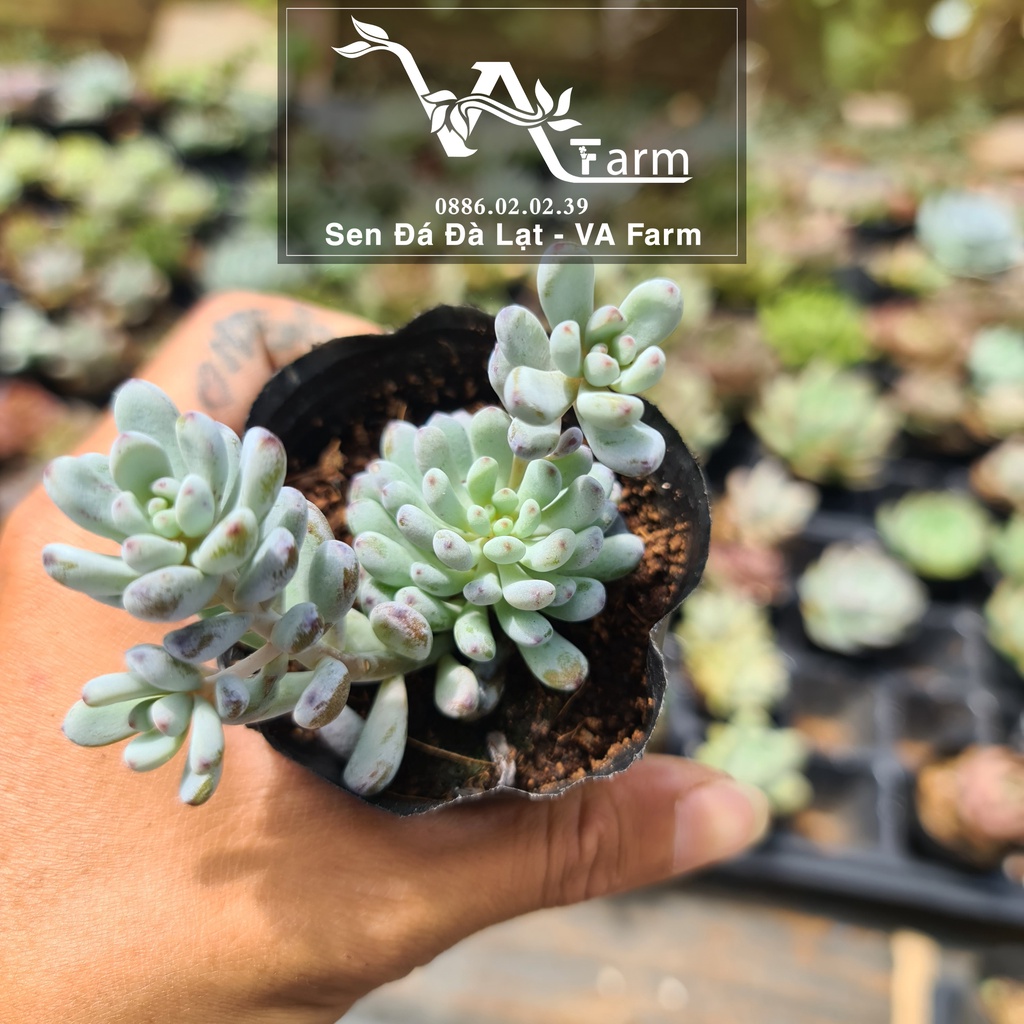 Sen Đá TRỨNG CÁ (SỎI GẠO) - VA Farm - Size Bầu Lỗi 1 Đổi 1
