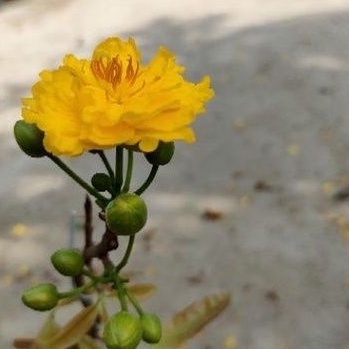 Cây mai cúc 7 tầng