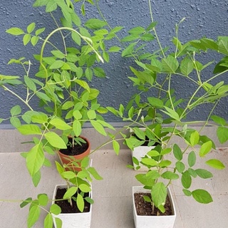 10 hạt giống hoa đậu biếc