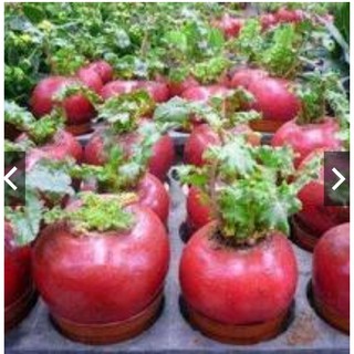 Hạt giống củ cải đỏ khổng lồ gói 10 hạt