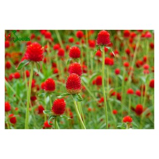 Hạt giống hoa cúc bách nhật đỏ