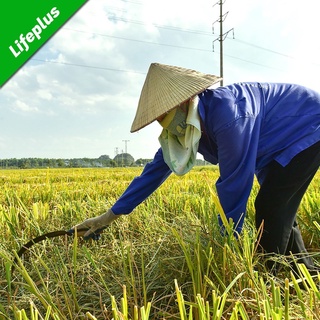 [HCM]Liềm cán gỗ cắt lúa cắt cỏ