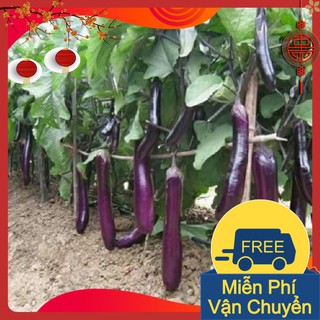 Combo 3 Gói Hạt Giống Cà Tím Dài