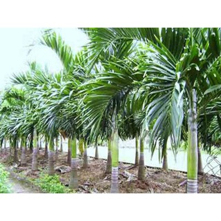 cau tứ quý