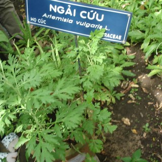 Hạt giống cây ngải cứu - 1 gói 50 hạt