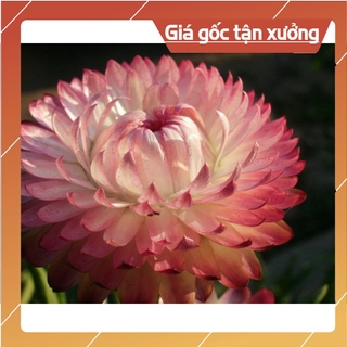 [ Hạt Giống Xịn ]  100H - Hạt giống cúc Bất tử nhiều màu