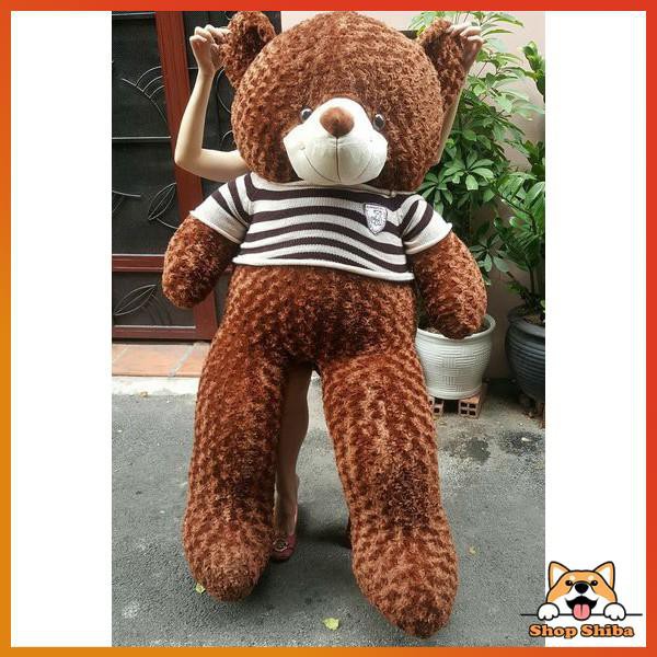 Gấu Teddy Siêu To Khổng Lồ 1M8 Ôm Phê Hơn Cả Người Yêu