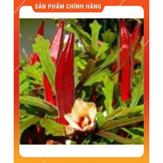 HẠT GIỐNG ĐẬU BẮP TÍM GÓI 5GR