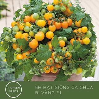 30 Hạt giống cà chua bi lùn vàng