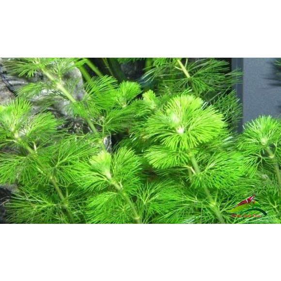 5 Nhánh Rong La Hán, Rong Đuôi Chó Thủy Sinh
