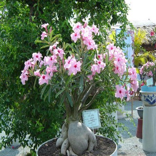 HẠT GIỐNG HOA SỨ THÁI