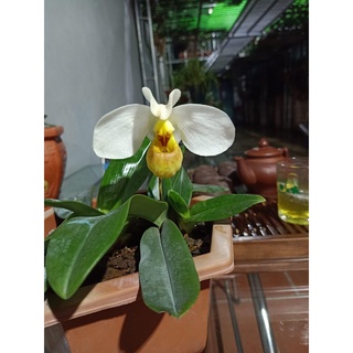 Hoa Lan đột biến hài hằng(1 cây)
