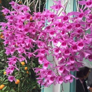 Phi điệp giả hạc hoa hồng đỏ