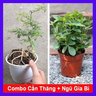 caykiengsadec - Combo cây cần thăng + cây ngũ gia bì