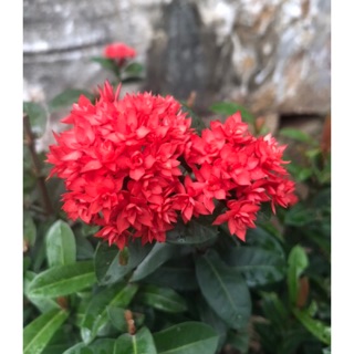 (1 chậu) Cây bông trang sen (hoa mẫu đơn sen)