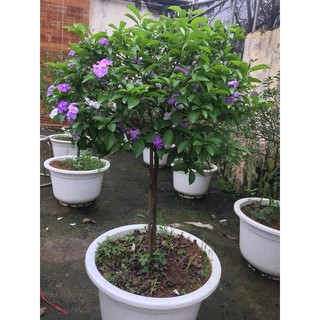 NHÀI NHẬT dáng tre