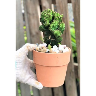 Chậu đất nung cây xương rồng vạn lý xanh