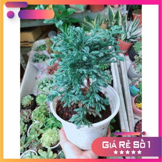 Cây Tùng Tuyết Ưa Thích